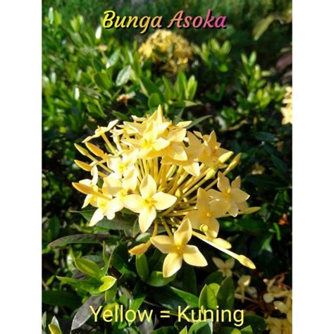 Jual Tanaman Hias Asoka Jepang Asoka Mini Bunga Kuning Soka Daun