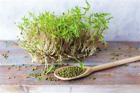 Premium Photo Micro Greens Grains And Sprouted Mung Bean Sprouts On