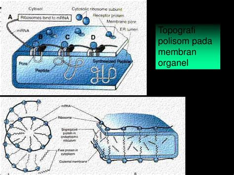 Ppt Ribosom Powerpoint Presentation Free Download Id7074513