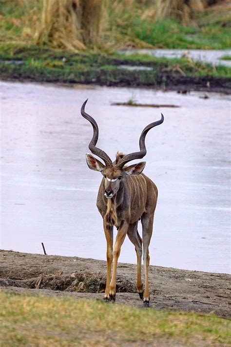 Kudu Antelope Wild Animal Free Photo On Pixabay Pixabay