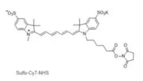 Sulfo Cy7 Nhs Ester荧光标记试剂1604244 45 2