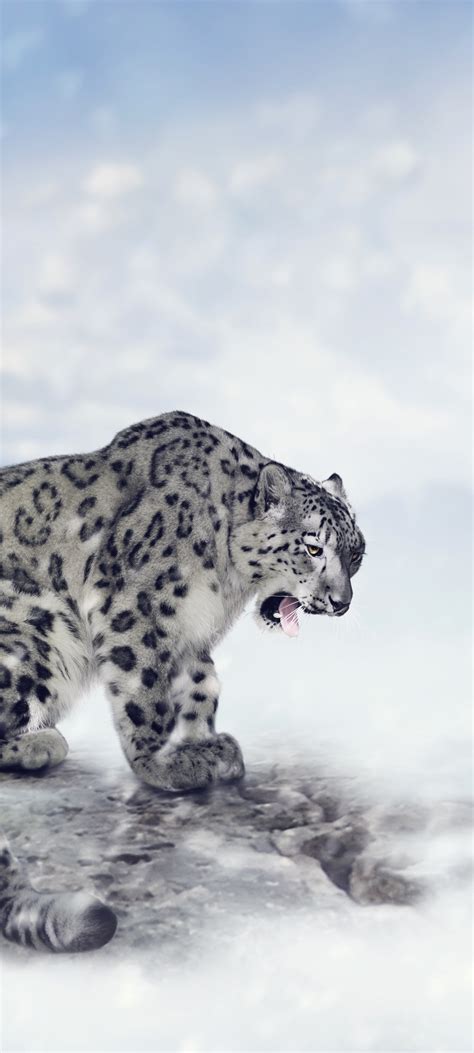 Animal Snow Leopard, 1440x3200 Phone HD Wallpaper