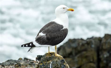 Kelp Gull | The Animal Facts | Appearance, Diet, Habitat, Behavior