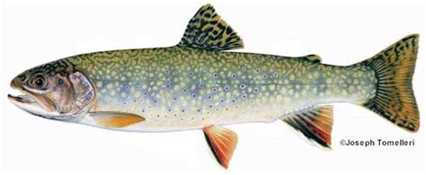 Brook Trout Species Information Fisheries Fish And Wildlife Maine