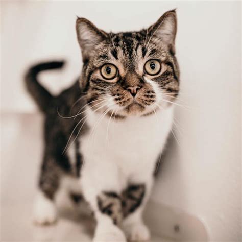 Adoptable Cats | Priceless Pet Rescue