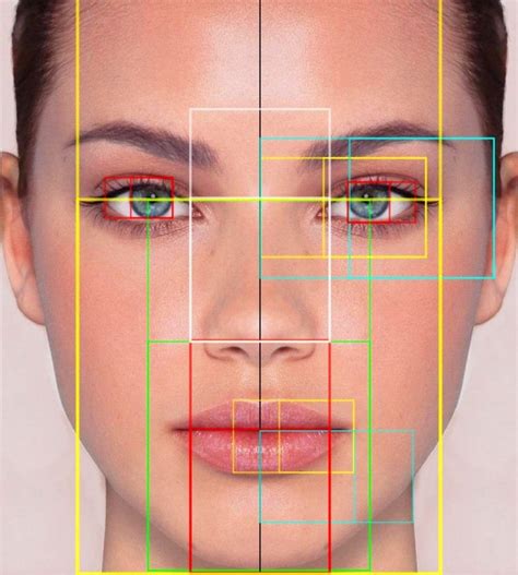 Face proportions, Anatomy for artists, Human face