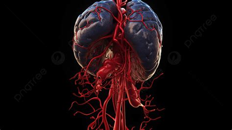 3d Model Of The Brain With Vessels Background Brain Aneurysm Picture