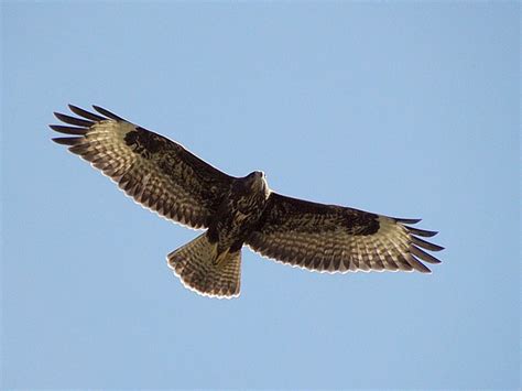 Buse Variable En Vol