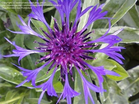 Plantfiles Pictures Centaurea Species Mountain Bluet Mountain