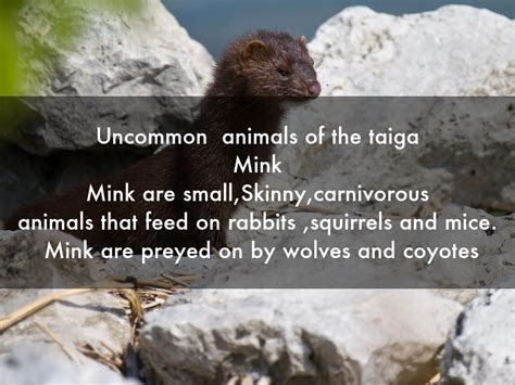 Animals of the taiga by s808580