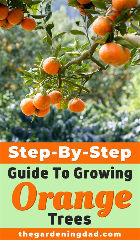 How To Grow Orange Trees In Pots Easy Tips Fruit Garden Fruit