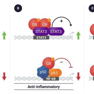 Corticosteroid-Activated Glucocorticoid Receptors Regulate Gene ...