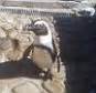 Seaworld Orlando S Naked Penguin Gets Special Wetsuit After Feather