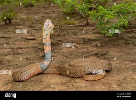 A highly venomous Mozambique Spitting Cobra (Naja mossambica) spitting ...