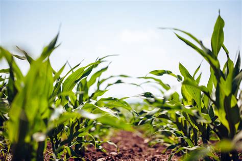 Sunflower Seeds Crown Products