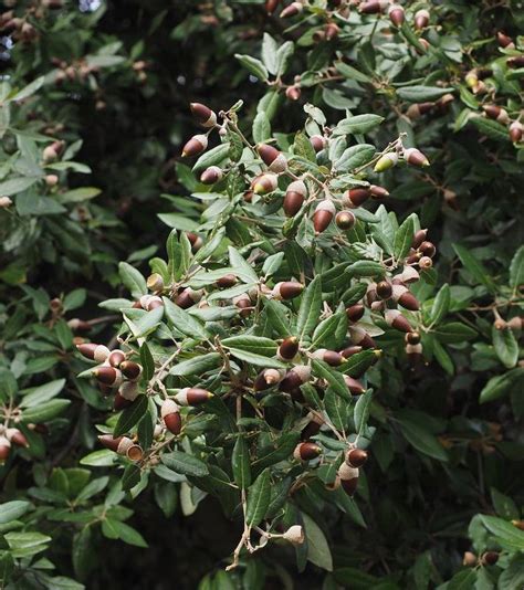 Chêne vert plantation taille et conseils d entretien