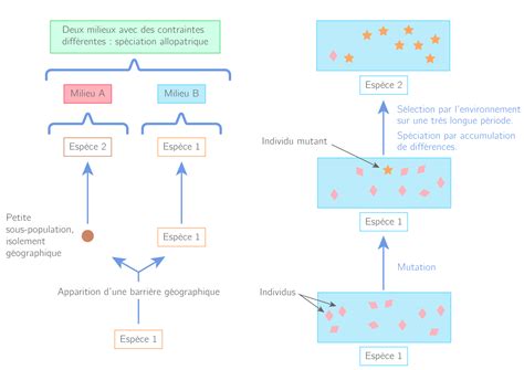 De La Diversification Des êtres Vivants à Lévolution De La Biodiversité Ts Schéma De