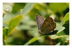 Idee N Over Vlinders Butterfly Vlinders Natuur Vlindernet