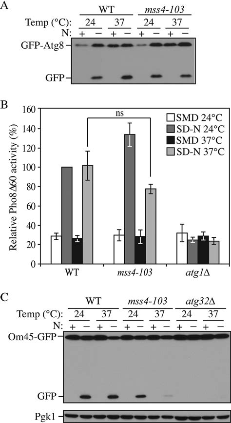 Mss Is Required For Mitophagy But Not Nonselective Autophagy A