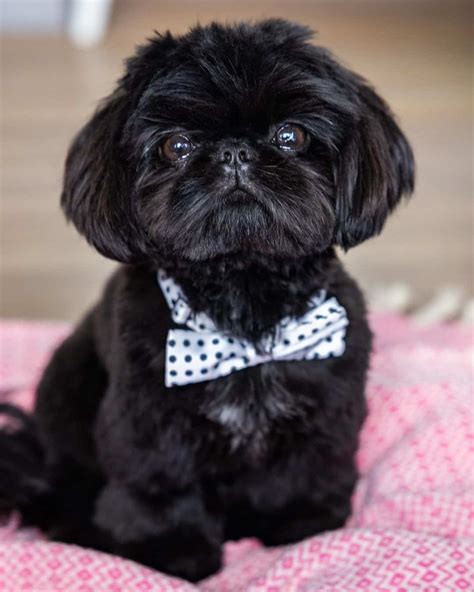 Cute Black Shih Tzu Puppies