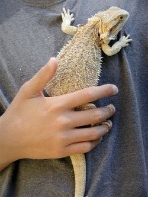 Bearded Dragons Make Excellent Pets Bearded Dragon Funny Bearded