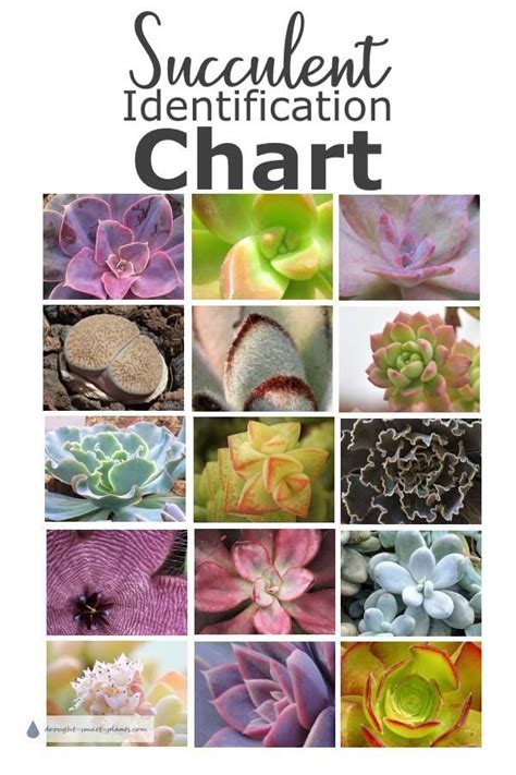 Succulent Identification Guide Printable