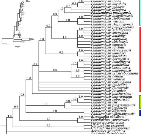 Phylogram Of Bayesian Inference Based On Plastid Sequences Matk Trnl