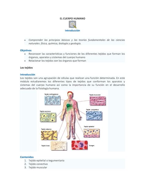 Tejidos Del Cuerpo Humano El Cuerpo Humano Introducci N Comprender