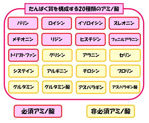 必見たんぱく質やアミノ酸の消化吸収の仕組みを簡単にまとめてみた スポーツ栄養士あじのブログ