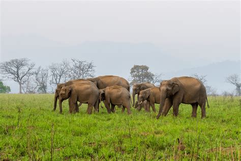 Valparai Wildlife Sanctuary | Birding Tours In South India