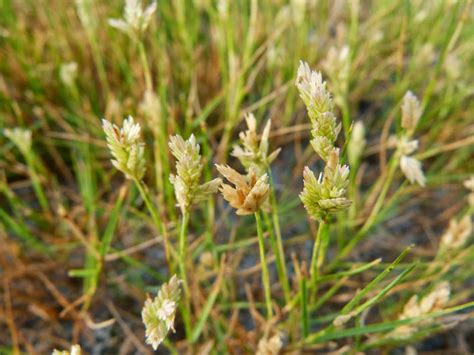 Maryland Biodiversity Project Seashore Saltgrass Distichlis Spicata