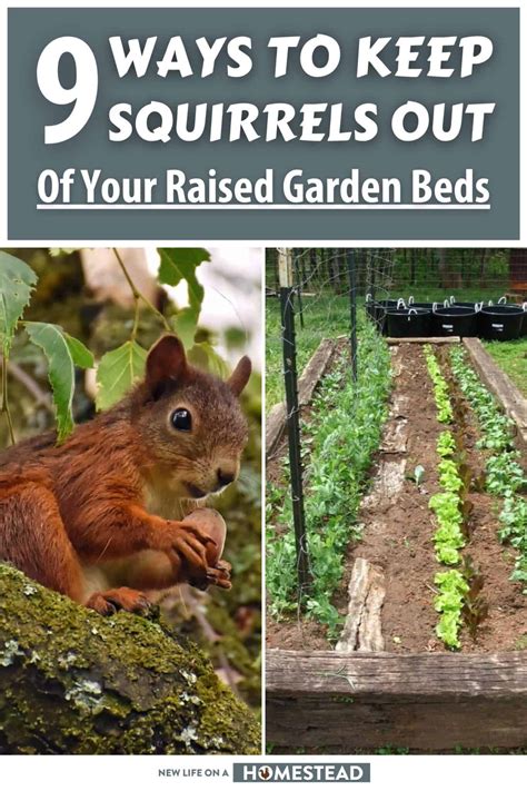 Proven Ways To Keep Squirrels Out Of Raised Garden Beds