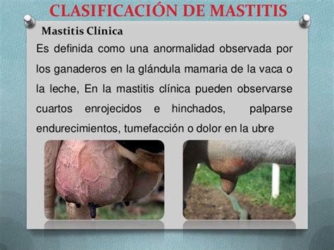 Mastitis Bovina