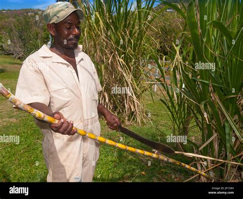 Firefly Plantation Hi Res Stock Photography And Images Alamy