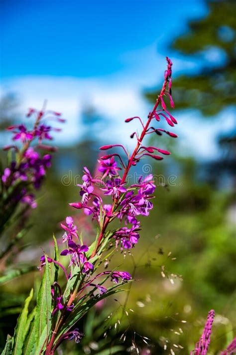 Fireweed Flower On Mountain Path Stock Image Image Of Meadow Foliage