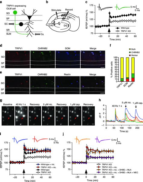 Trpv Affects Synaptic Plasticity In The Schaffer Collateral Pathway