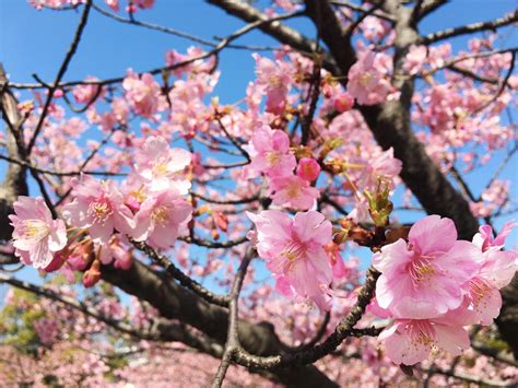 稲毛海岸で一足早く感じられる春 青空に映える「河津桜」が見頃 千葉経済新聞