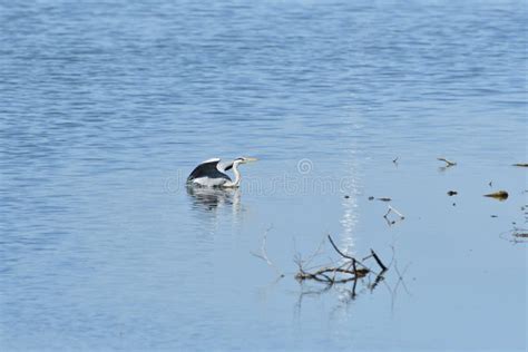 Garza Que Vadea Soportes En Agua Y Pescados De Las Capturas Imagen De