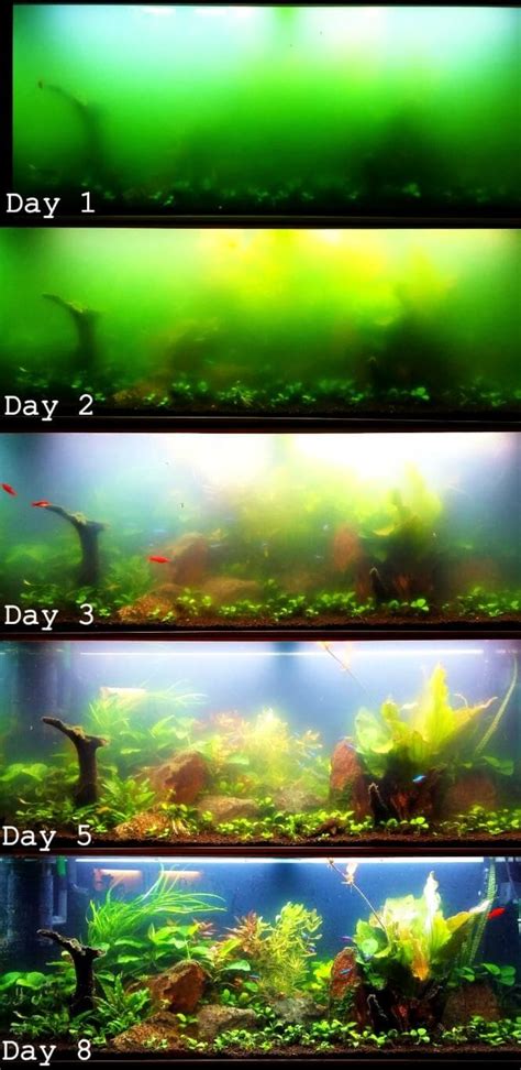 Cloudy Aquarium Water Why It Happens And How To Clear It Aquanswers