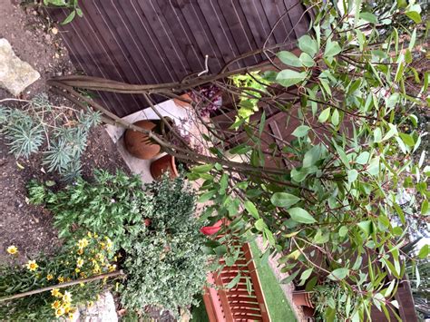 Pruning A Photina Red Robin — Bbc Gardeners World Magazine