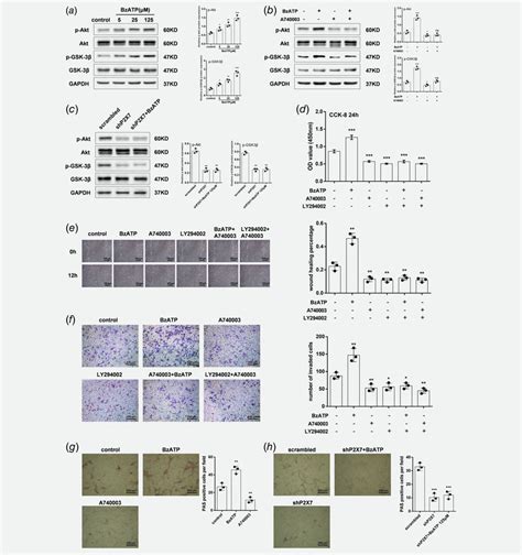 Pi3kaktgsk3β Signaling Participates In P2x7 Dependent Proliferation