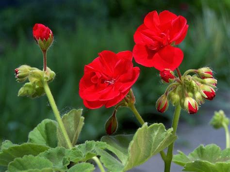 Geranium Kukka Pelargonium Ilmainen Valokuva Pixabayssa