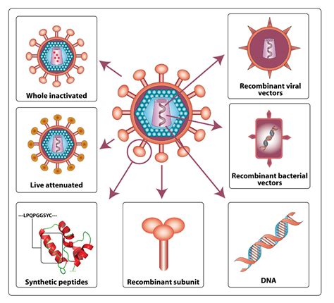 Genetically Engineered HIV Vaccine Moves To Phase I Human Trial In