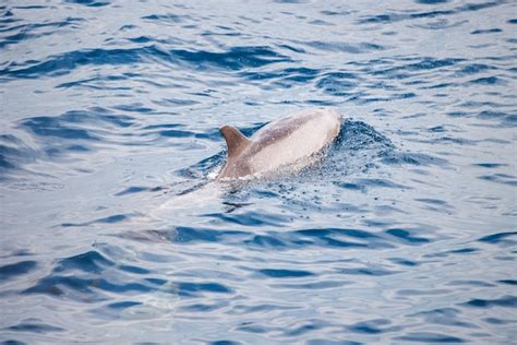 Premium Photo Dolphin Fin Appeared In The Sea Water