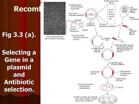 Ppt Recombinant Dna Technology Powerpoint Presentation Free Download