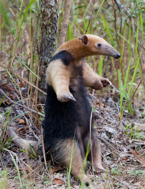 Tamandua Tetradactyla Wikipedia Tiếng Việt