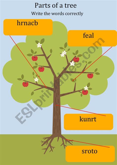 Parts Of A Tree Worksheet Esl Worksheet By Shamalouconstantine