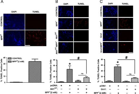 Cytotoxic Effect Of Mpp þ On N2a Cells And Its Attenuation By Download Scientific Diagram