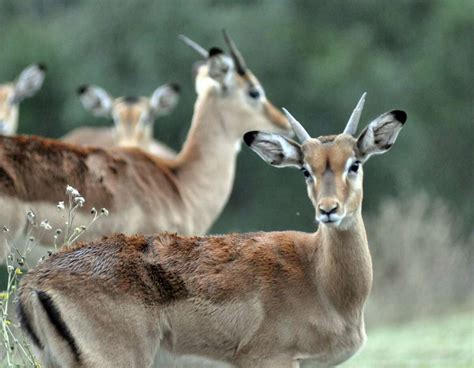 How hunting rare, exotic animals in Texas increases their value