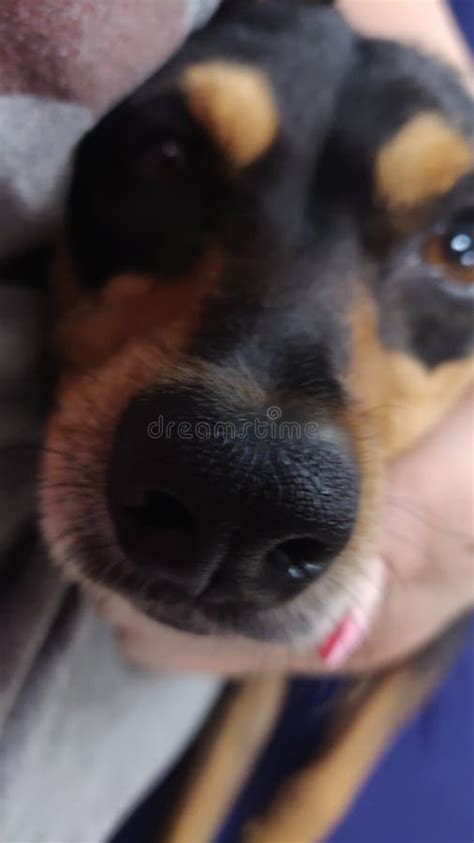 Dog nose boop stock photo. Image of boop, camera, booping - 187206732